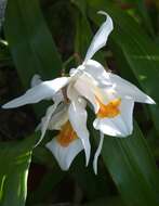 Image of Coelogyne memoria William Micholitz