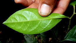 Image of Solanum bahianum S. Knapp