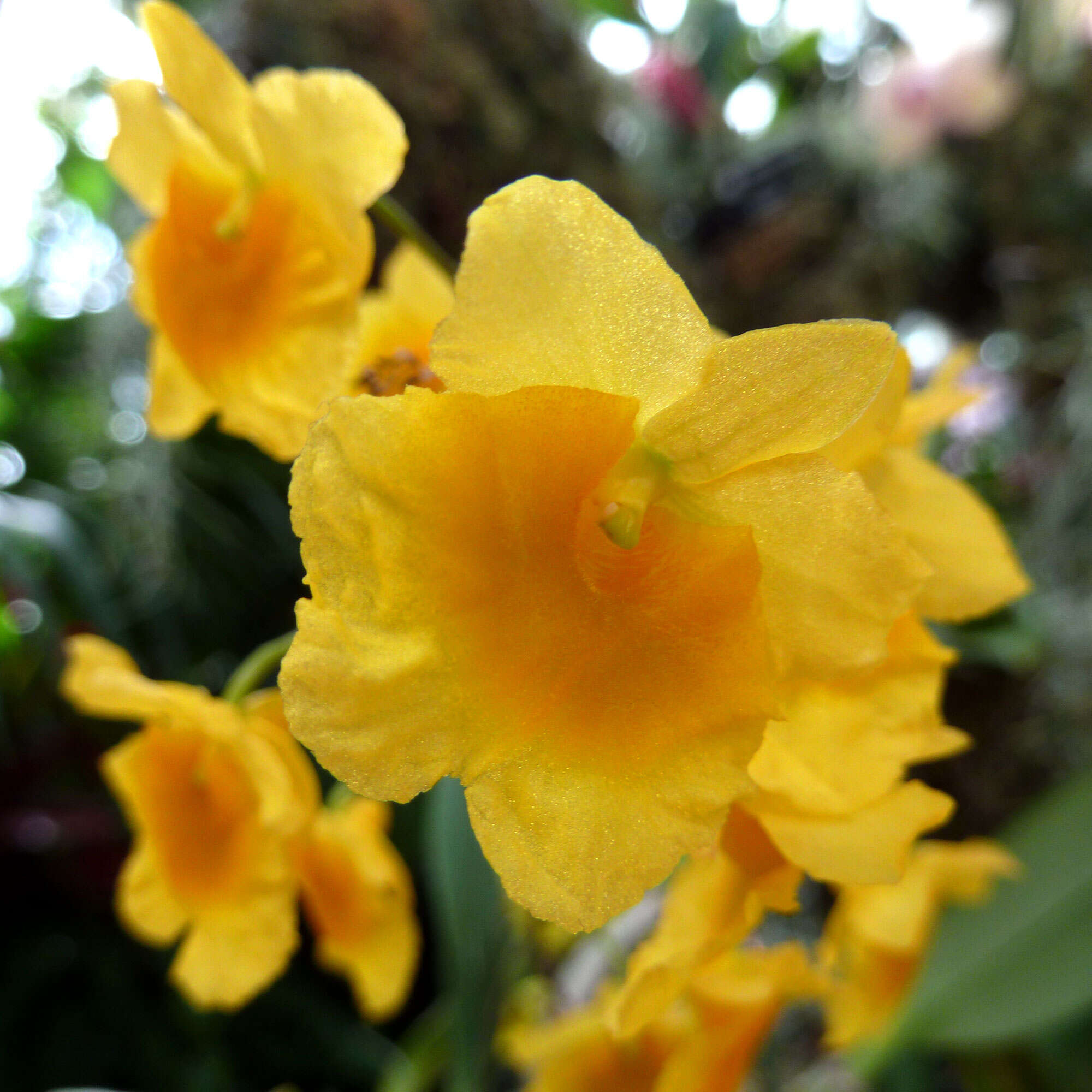 Image of Dendrobium lindleyi Steud.