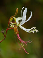 Image of Bauhinia mollis (Bong.) D. Dietr.