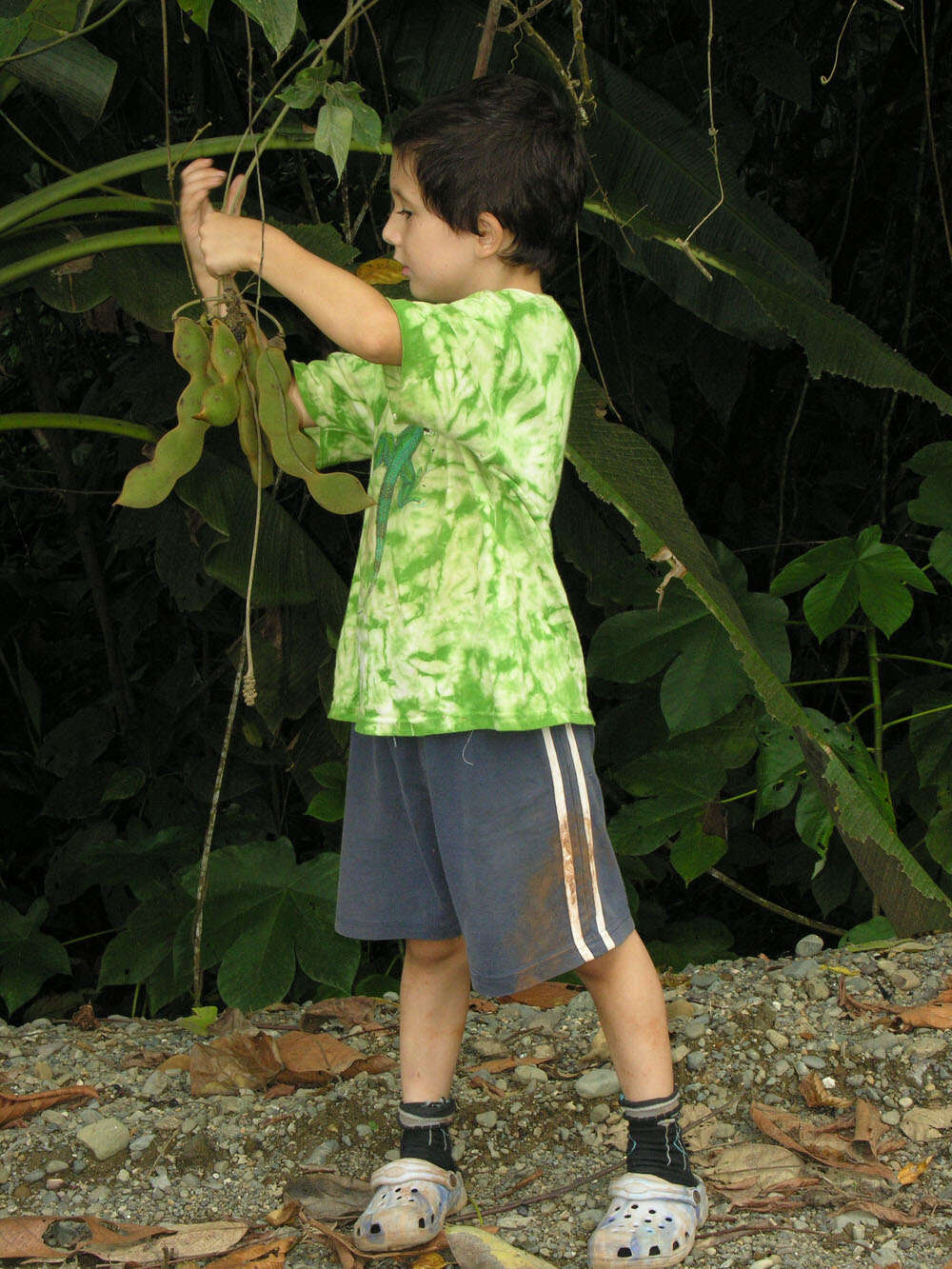 Image of Mucuna holtonii (Kuntze) Moldenke