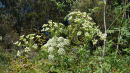 Image of poison hemlock