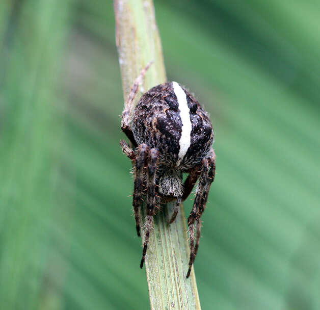 Image of Eriophora transmarina (Keyserling 1865)