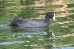 Image of Crested Coot