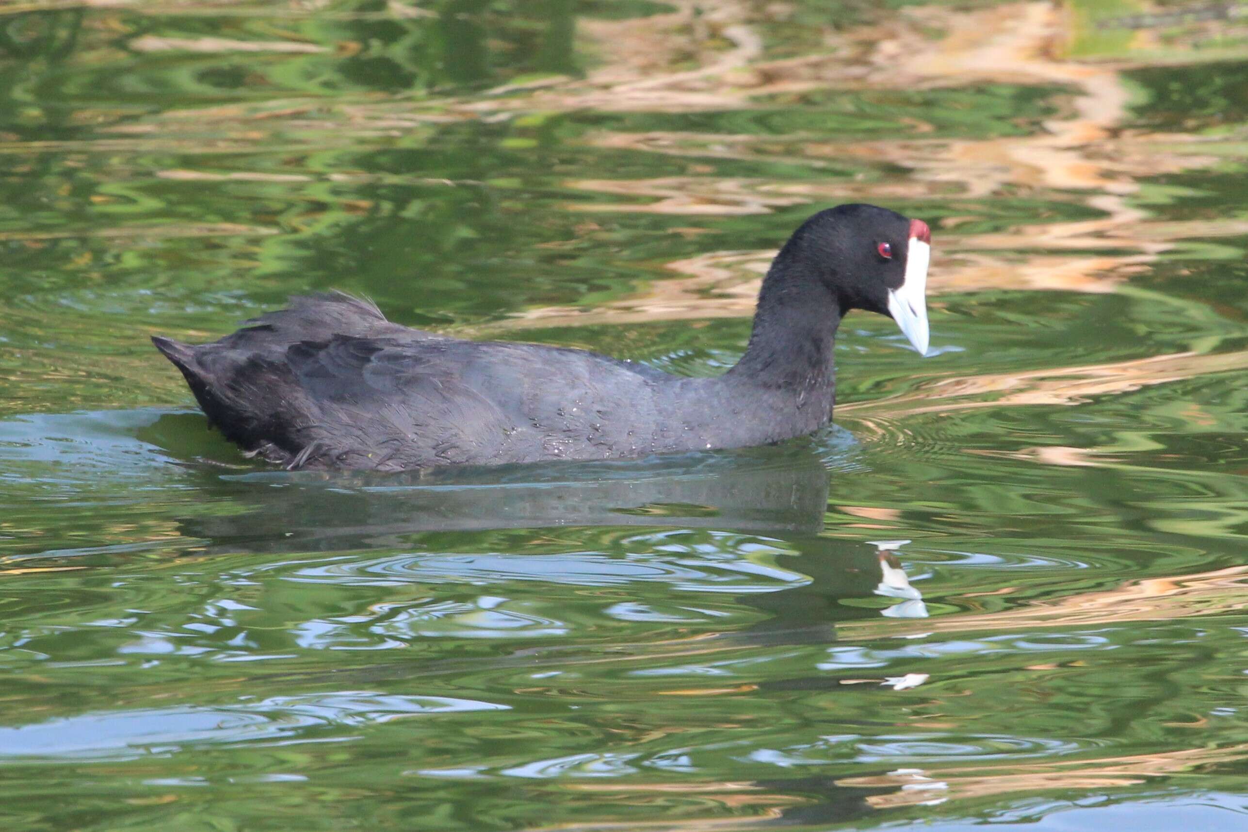 Image of Crested Coot