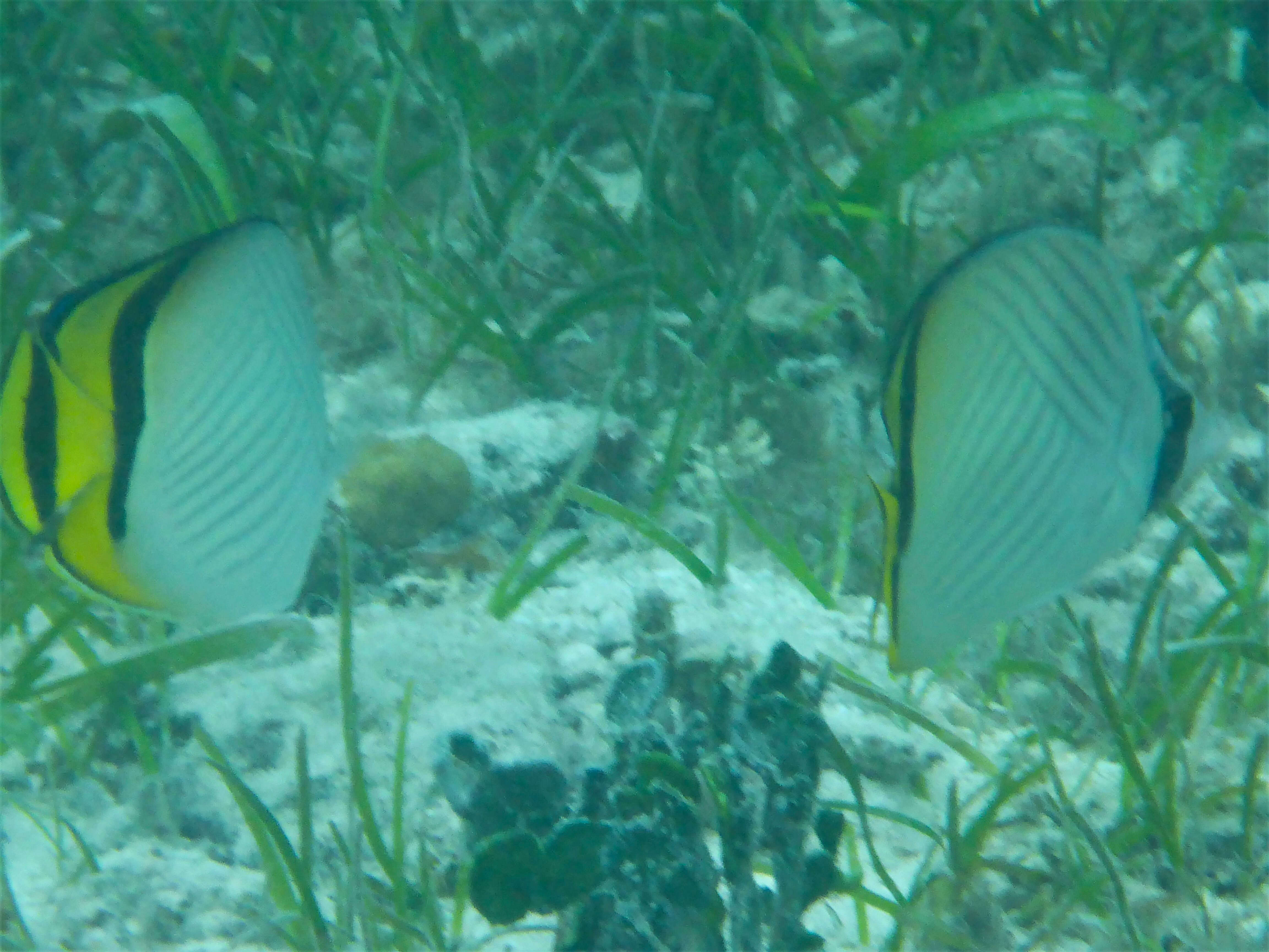 Image of Butterfly fish