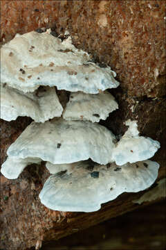 Image de Polypore bleuté