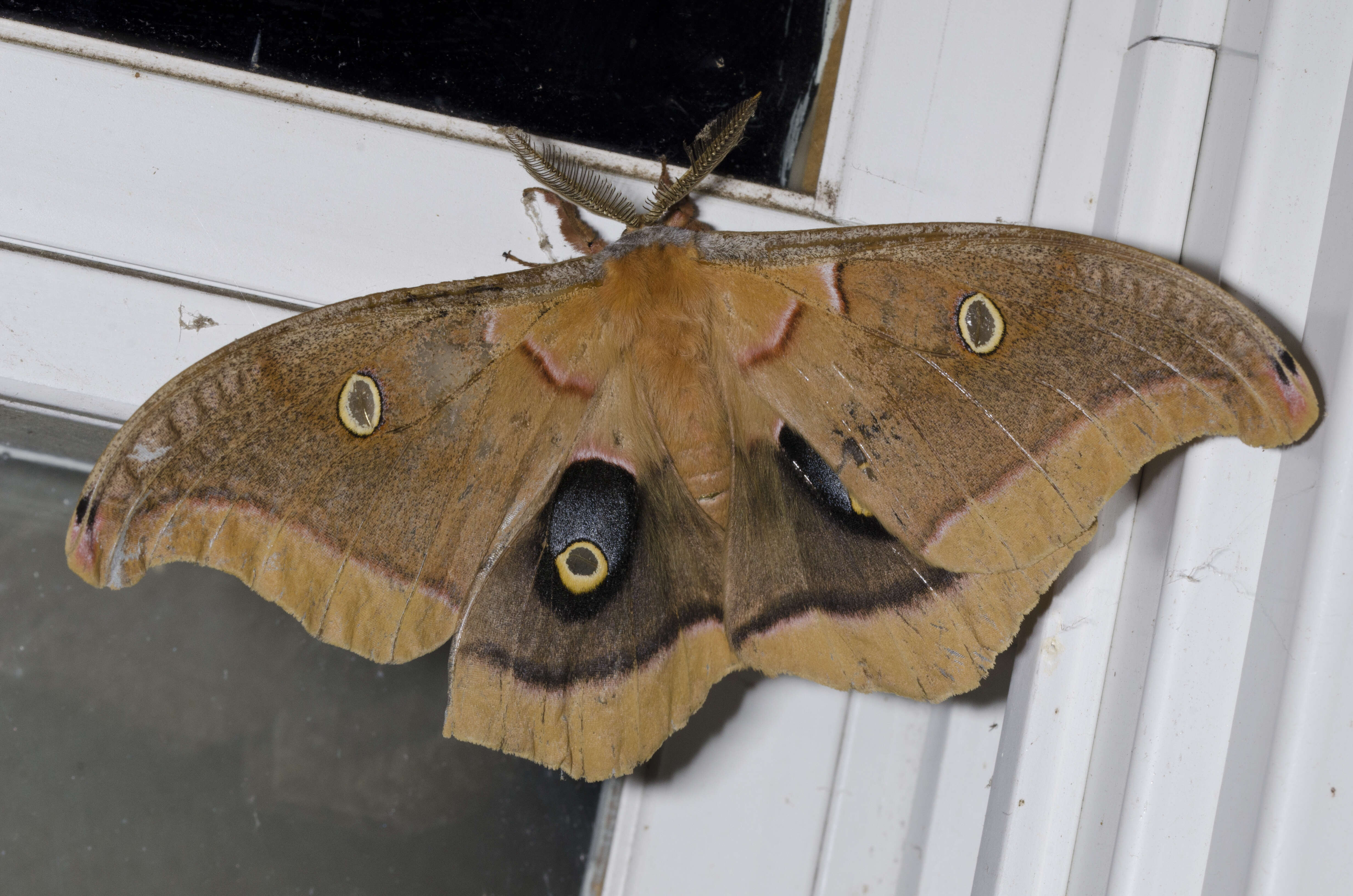 Image of Antheraea subgen. Telea Hübner (1819)