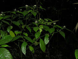 صورة Palicourea acuminata (Benth.) Borhidi