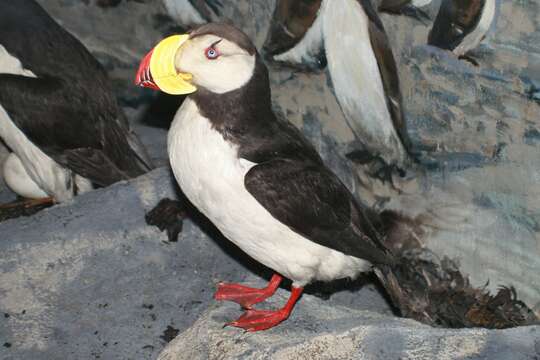 Image of Puffin