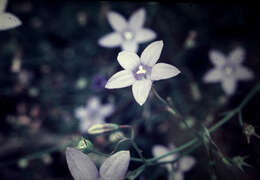 Image of Wahlenbergia capillaris (G. Lodd.) G. Don