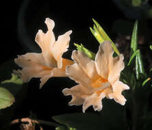 Image of Orange Bush-Monkey-Flower