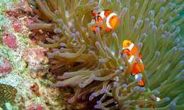 Image of Amphiprion