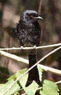 Image de Drongo brillant