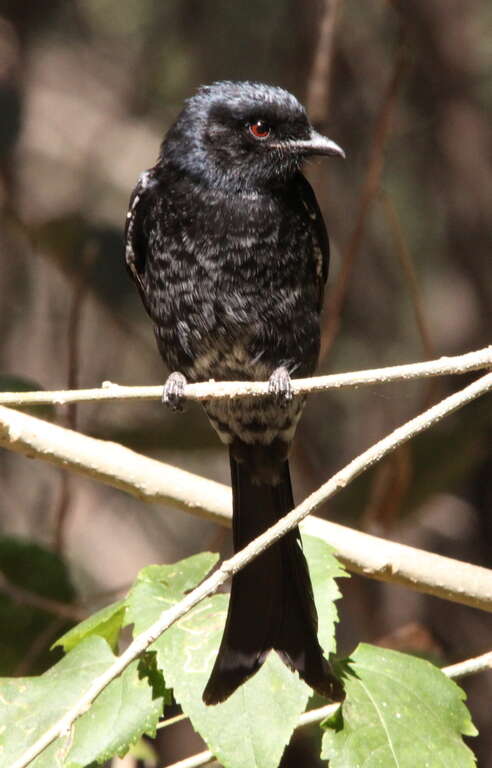 Image of drongos