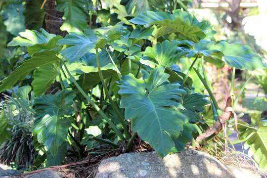 Image of monstera