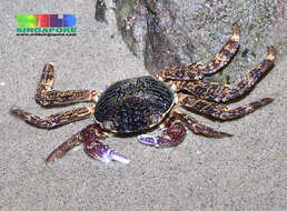 Image of Shore crab