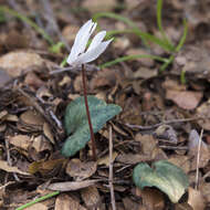 Image of Cretan cyclamen