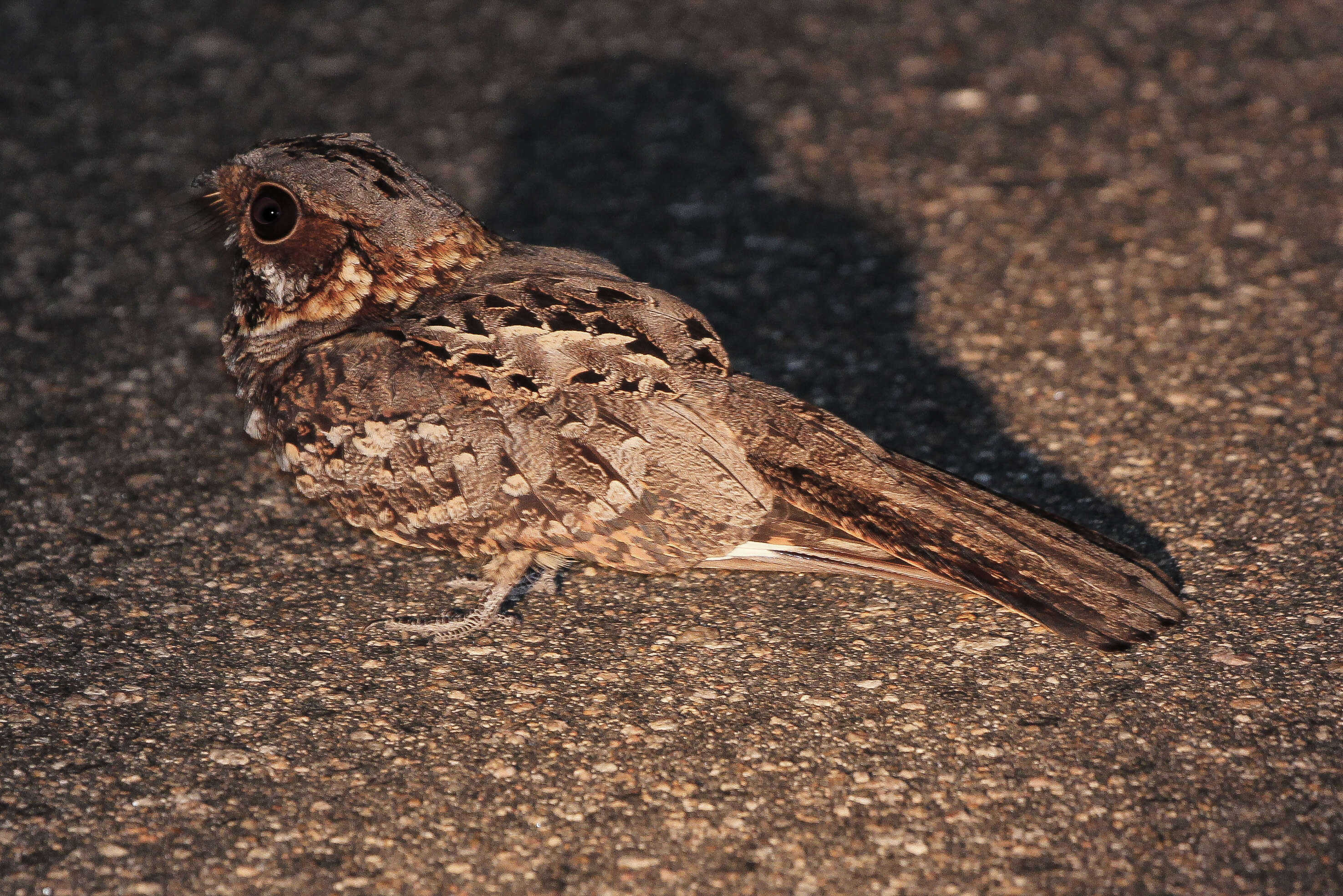 Image of Caprimulgus Linnaeus 1758