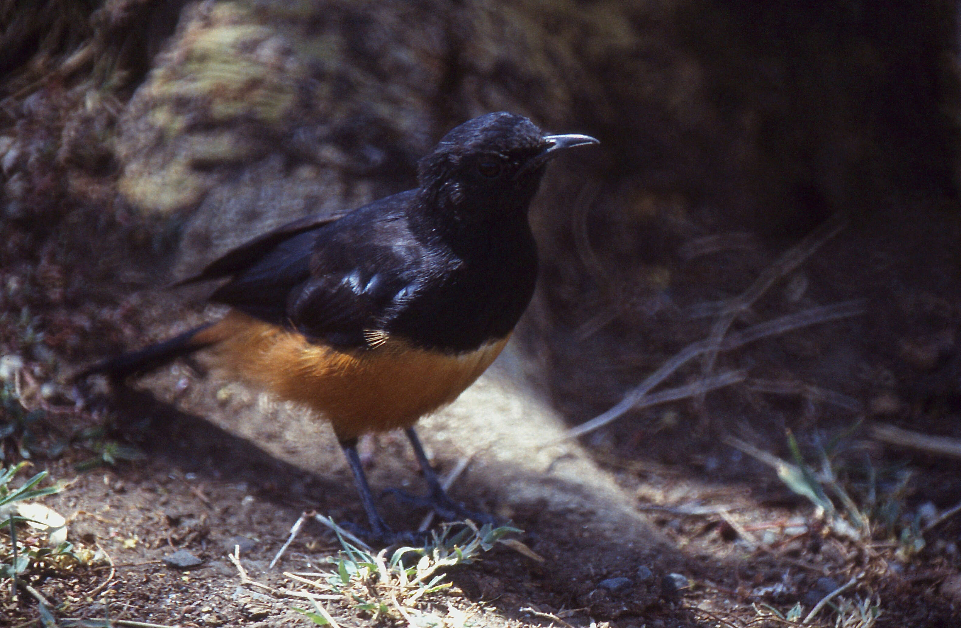 Image of Thamnolaea Cabanis 1851