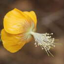 Sivun Abutilon persicum (Burm. fil.) Merr. kuva