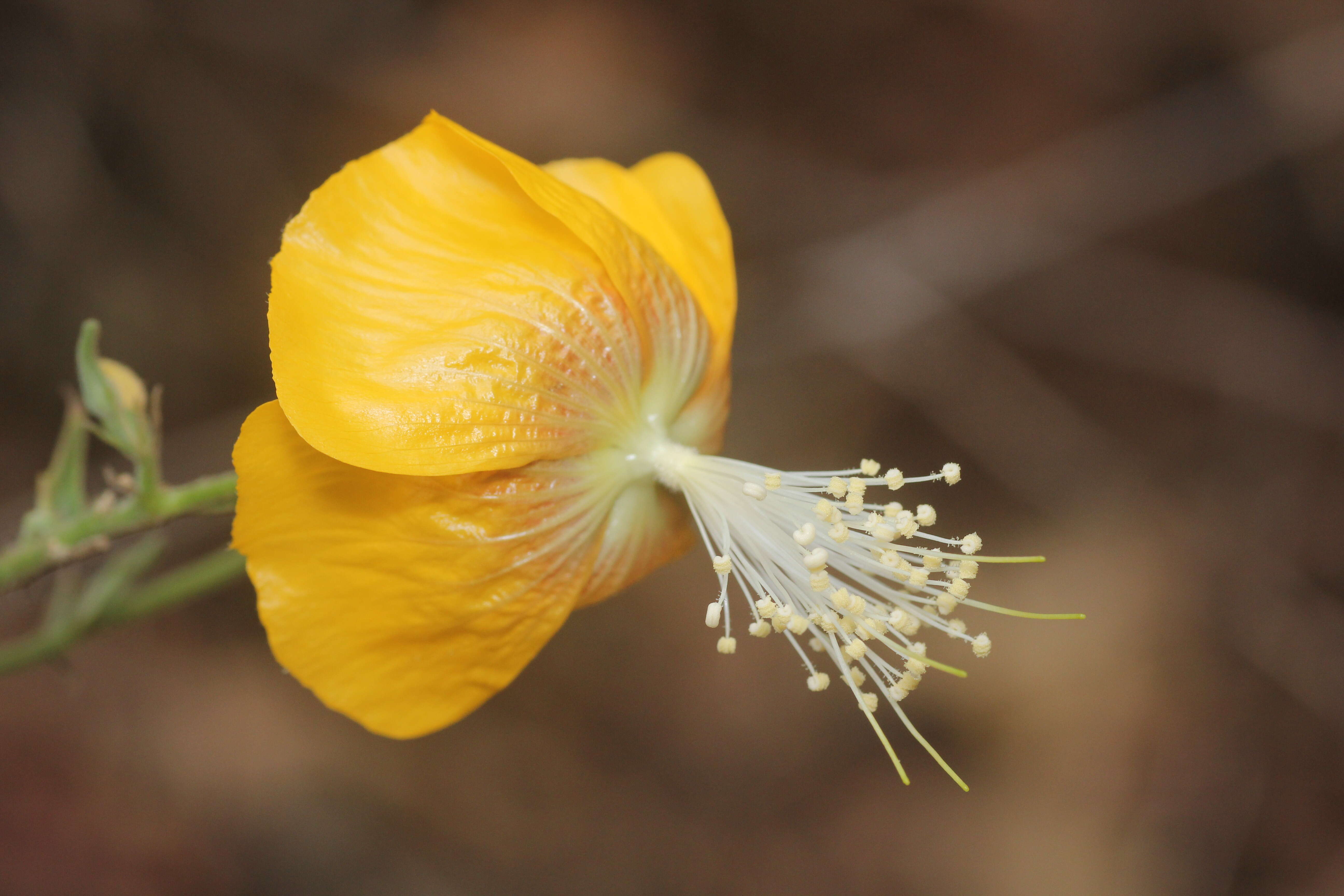 Imagem de Abutilon persicum (Burm. fil.) Merr.