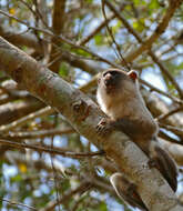 Image of Black-tailed Marmoset