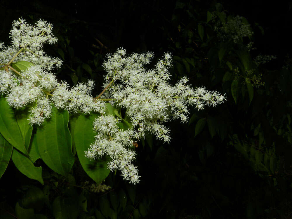 Image of Miconia minutiflora (Bonpl.) DC.