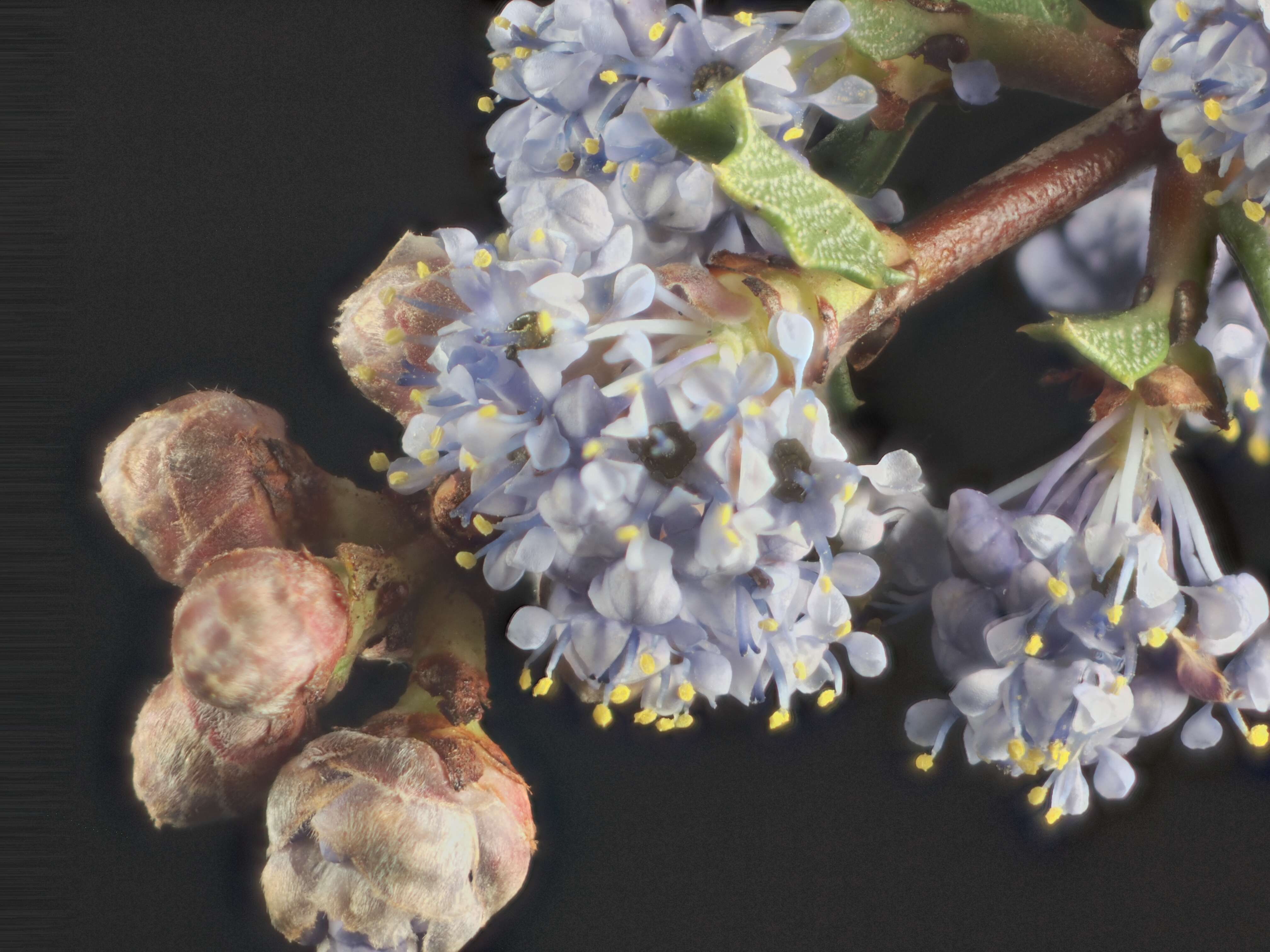 Image of Calistoga ceanothus