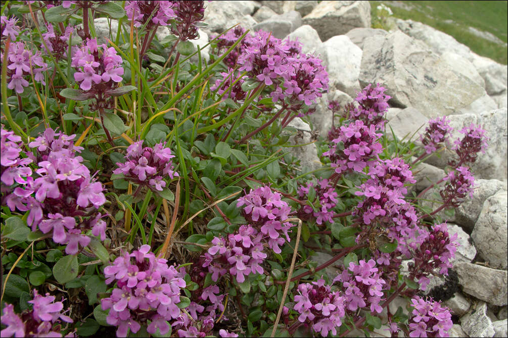 Thymus pulegioides L. resmi