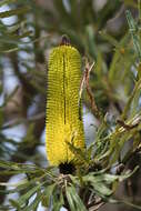 Image of banksia