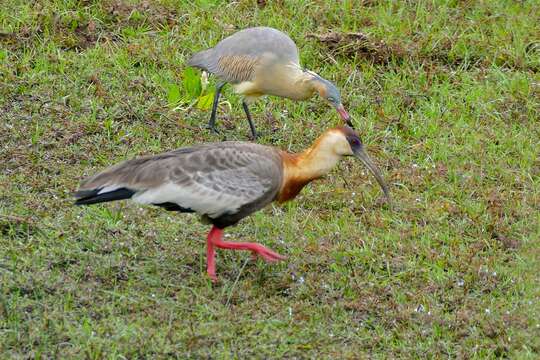 Image of Buff-necked Ibis