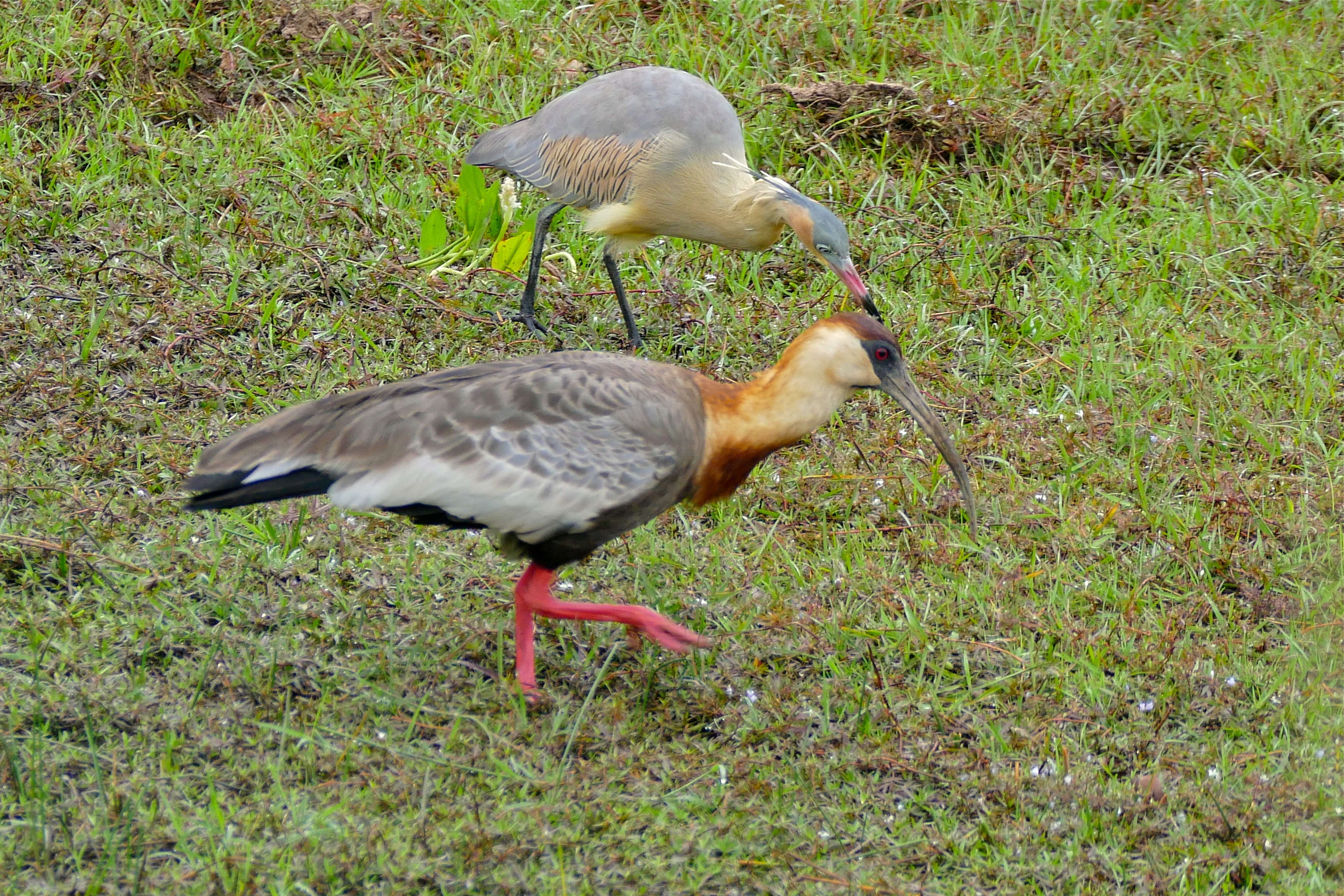 Image of Buff-necked Ibis