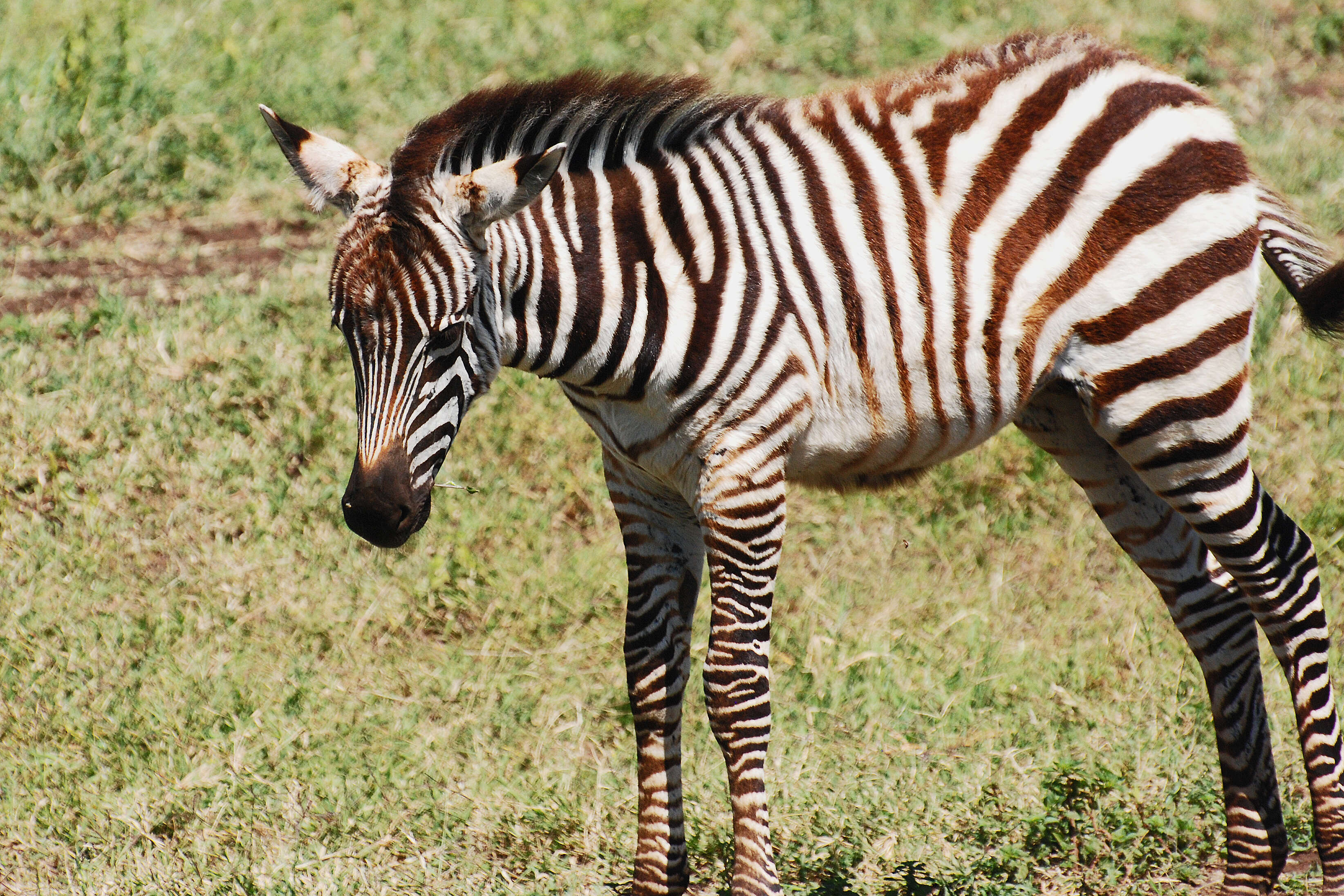 Image of zebra