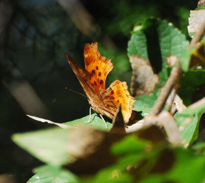 Image of Satyr Comma