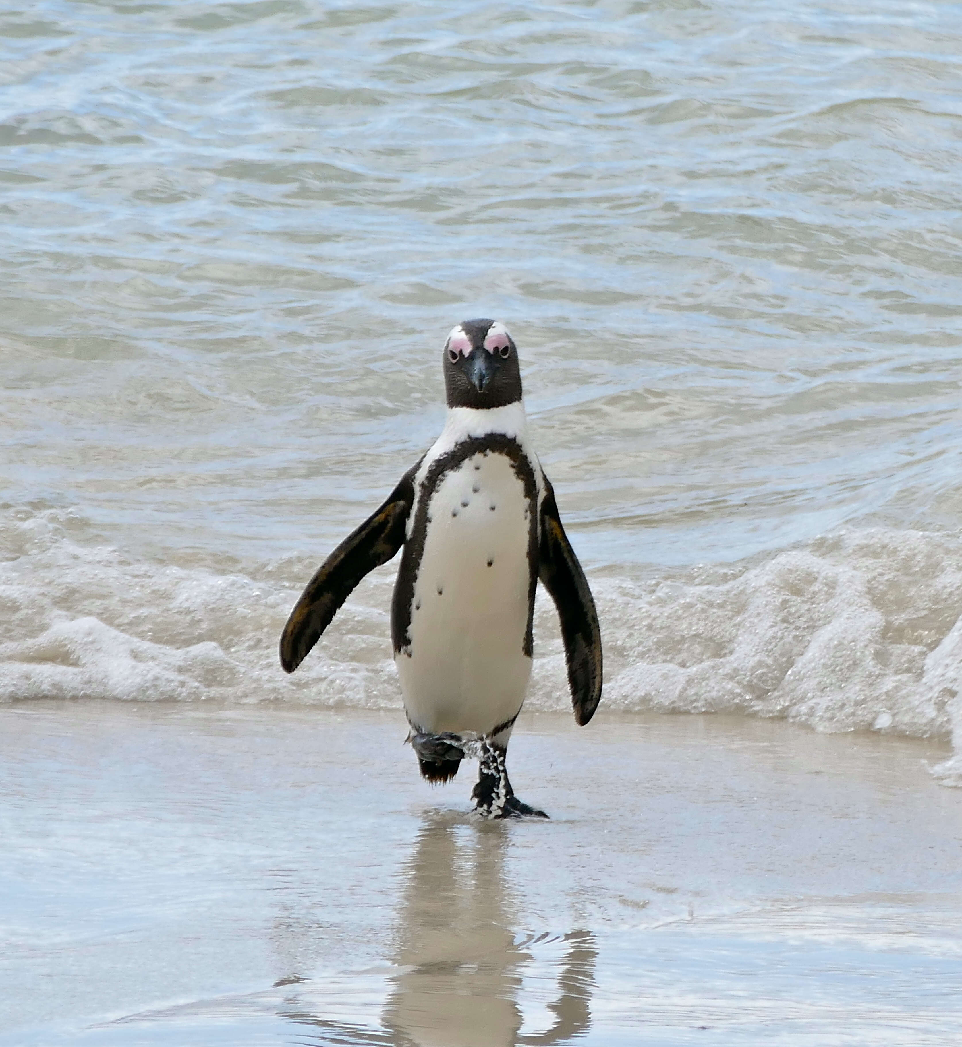 Image of African Penguin