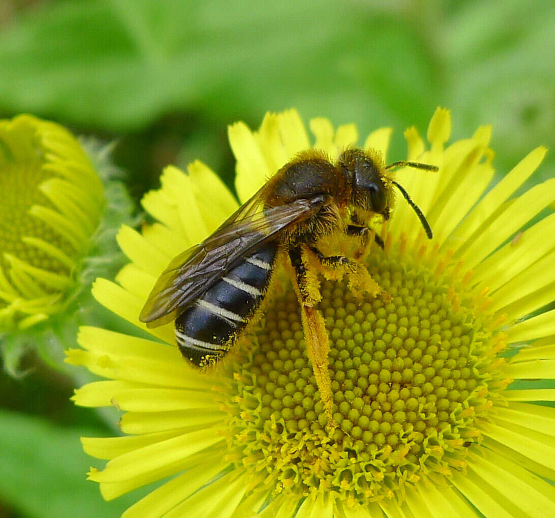 Image of Orange-legged furrow bee