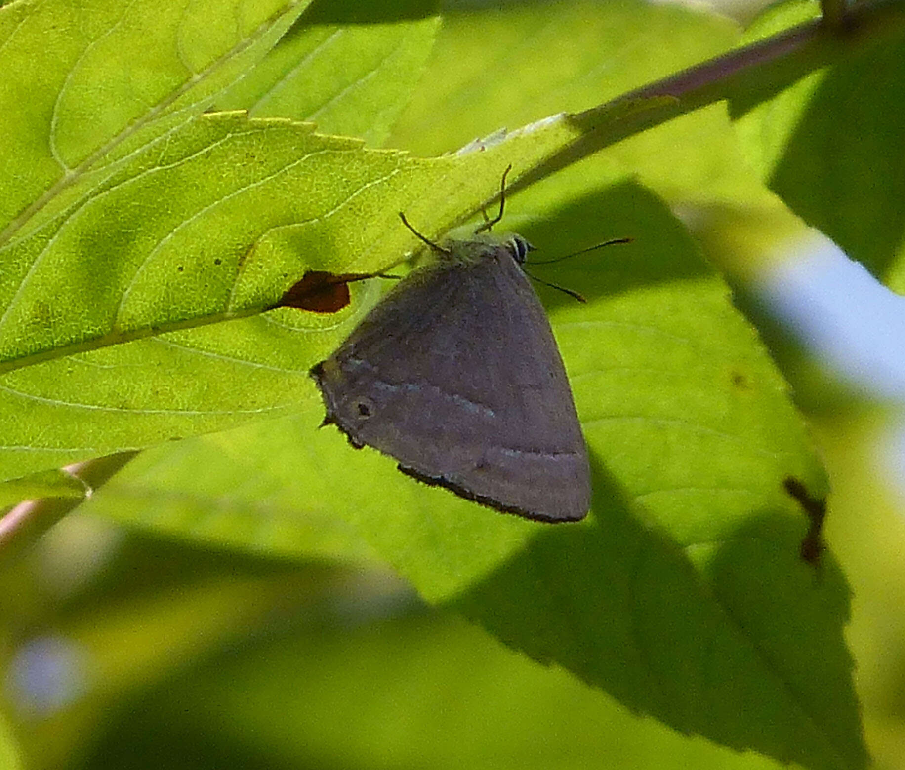 Image of Quercusia quercus (Linnaeus 1758)