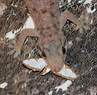 Image of Elba Gecko