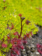 Image of Drosera peltata Thunb.