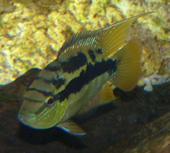 Слика од Trichromis