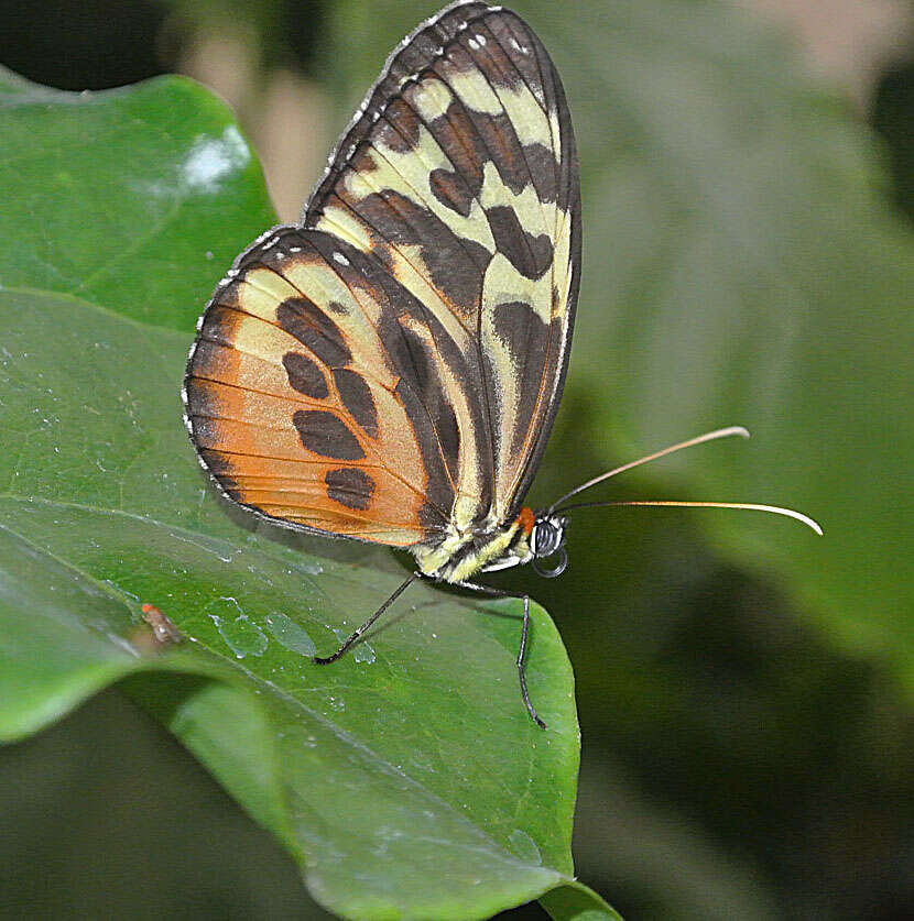 Imagem de Tithorea harmonia Cramer 1779