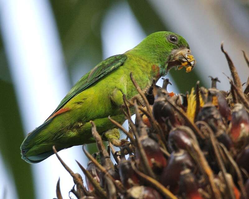 Image of Blue-crowned Hanging Parrot