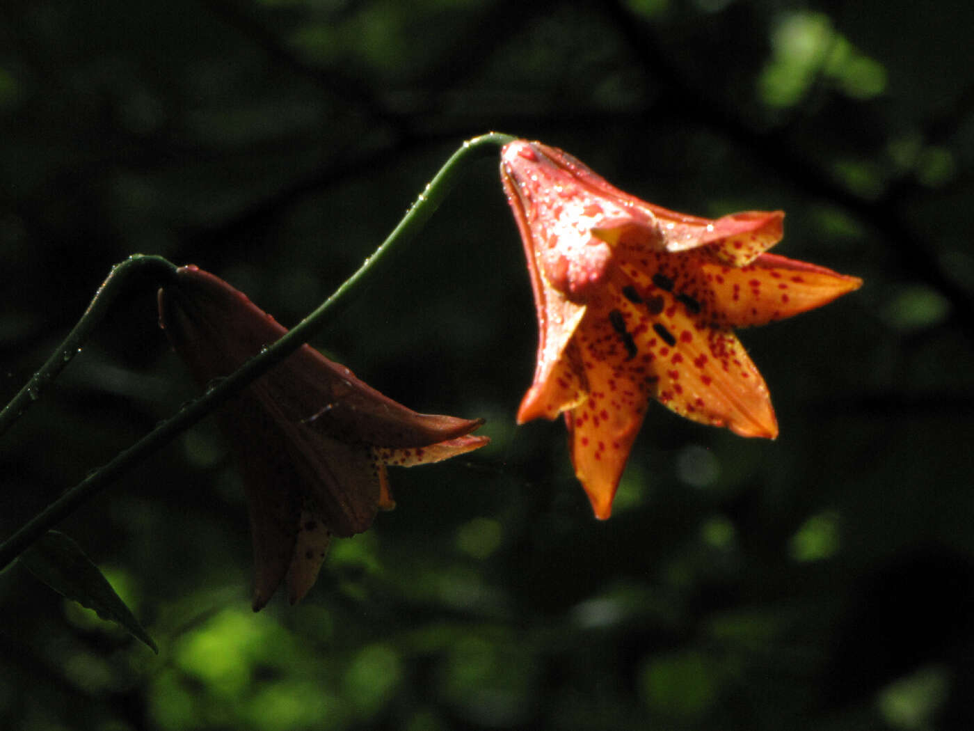 Image of Gray's lily