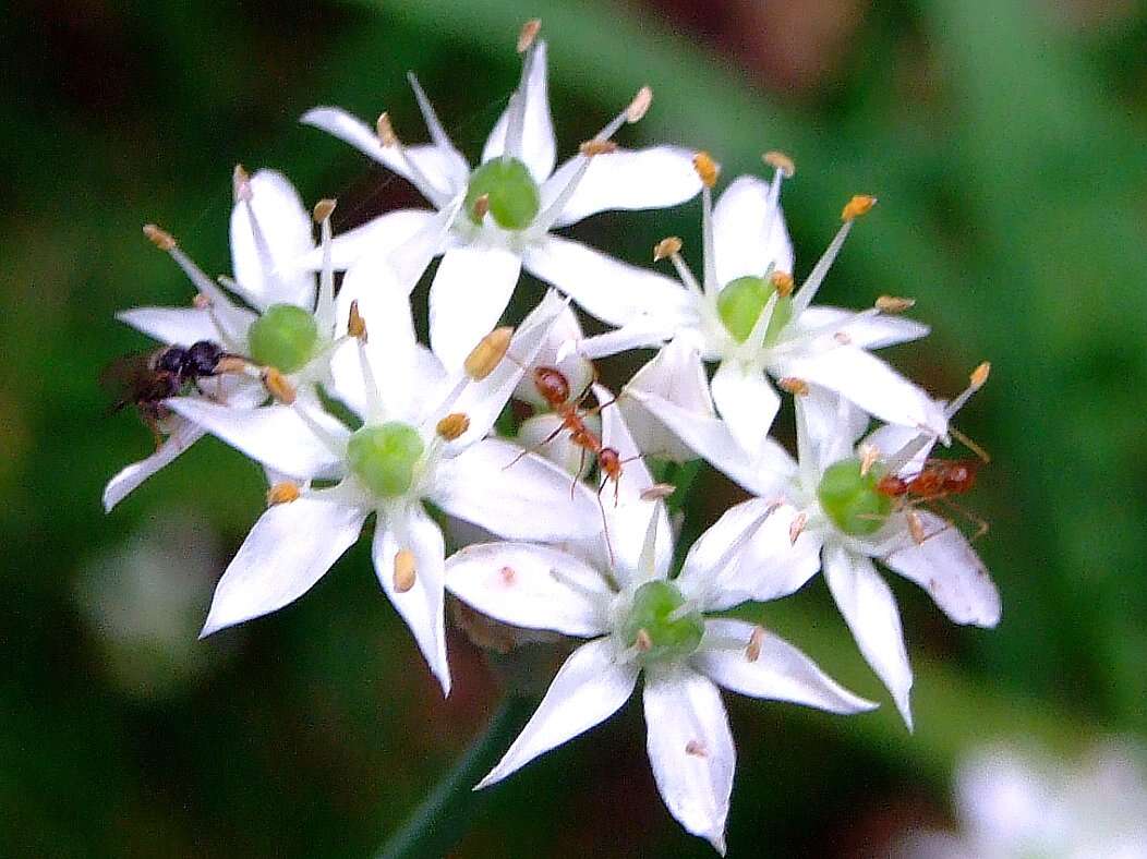 Image of Chinese chives