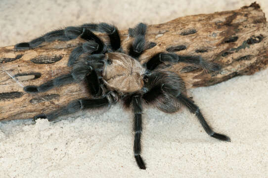 Image de Aphonopelma chalcodes Chamberlin 1940