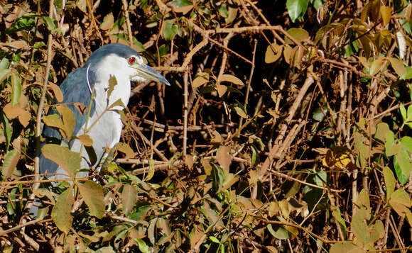 Image of Night Herons