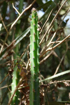 Cereus kroenleinii N. P. Taylor resmi