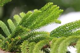 Image of Araucaria