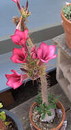 Image of Pachypodium